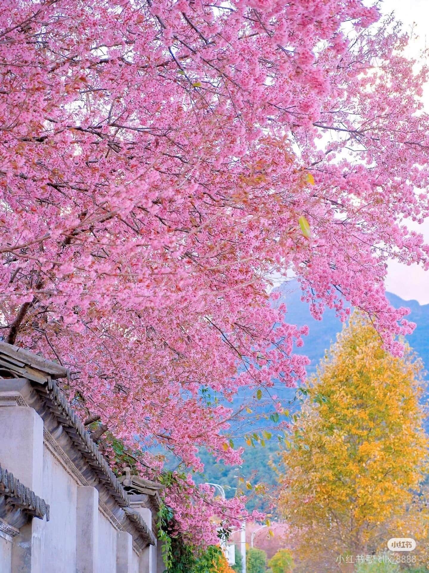 云南旅游,云南旅行社,云南團(tuán)建公司,云南策劃公司,云南會(huì)議會(huì)展,云南策劃執(zhí)行,大理旅游,大理旅行社,大理團(tuán)建公司,大理會(huì)議公司,大理會(huì)議會(huì)展,大理策劃公司:去云南才知道，最早的櫻花是開在冬天的