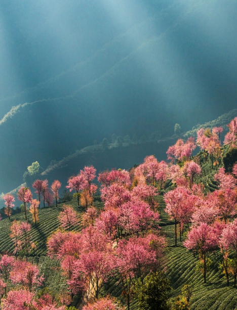 云南旅游,云南旅行社,云南團(tuán)建公司,云南策劃公司,云南會(huì)議會(huì)展,大理旅游,大理旅行社,大理團(tuán)建公司,大理會(huì)議會(huì)展：無(wú)量山冬櫻花開(kāi)了！