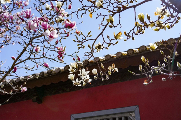 云南旅游,云南旅行社,云南團(tuán)建公司,云南策劃公司,大理旅游,大理旅行社,大理團(tuán)建公司,大理策劃公司：春天丨去大理賞花！