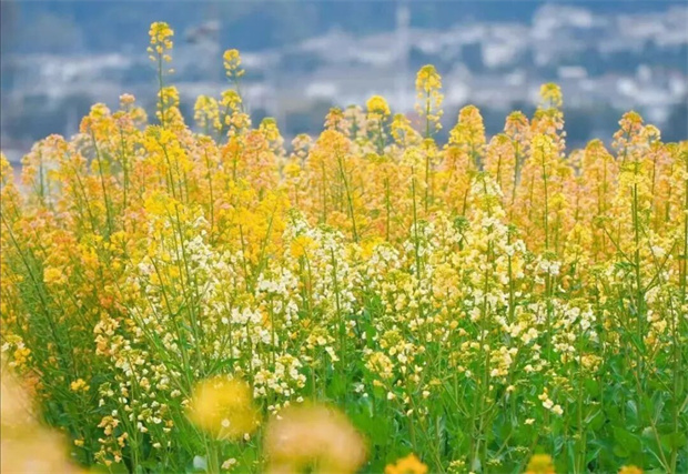 大理旅游：世界花園，大理之旅！