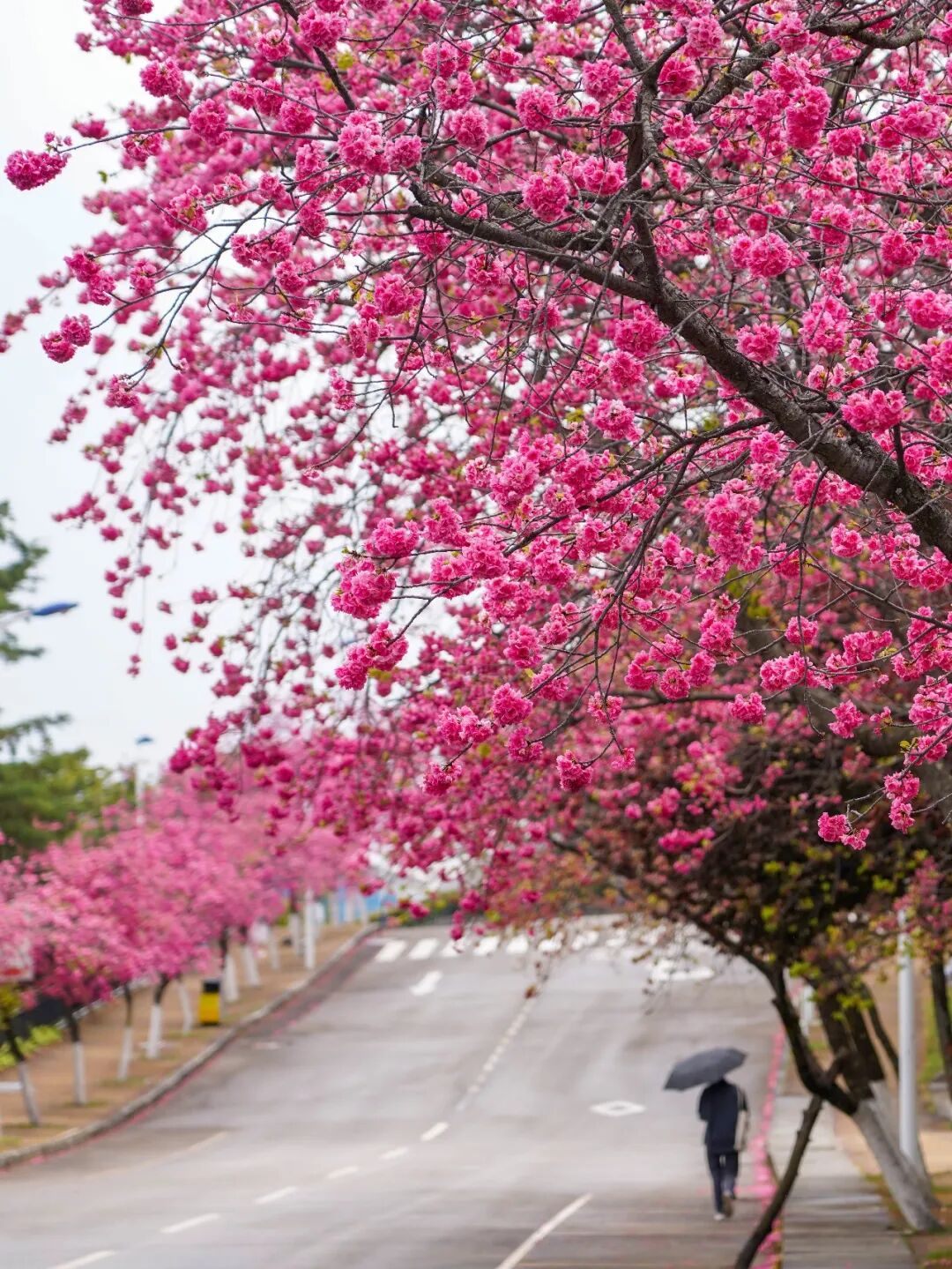 大理旅游：春游大理  有多美好？