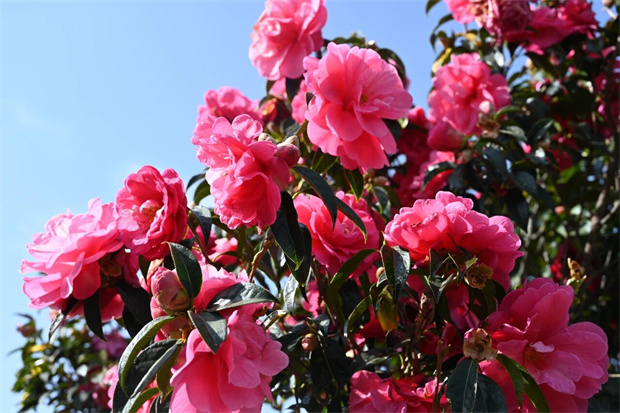 大理旅游：山茶盛放，醉美蒼洱！