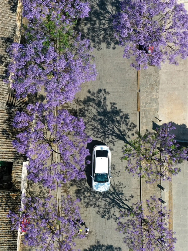 大理旅游：立夏 | 在大理邂逅一樹藍花